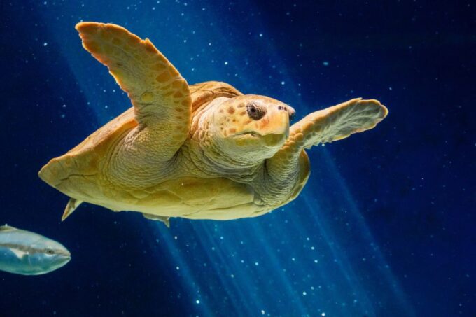 San Diego: CityPASS® Save up to 45% at Must-See Attractions - Frequently Asked Questions
