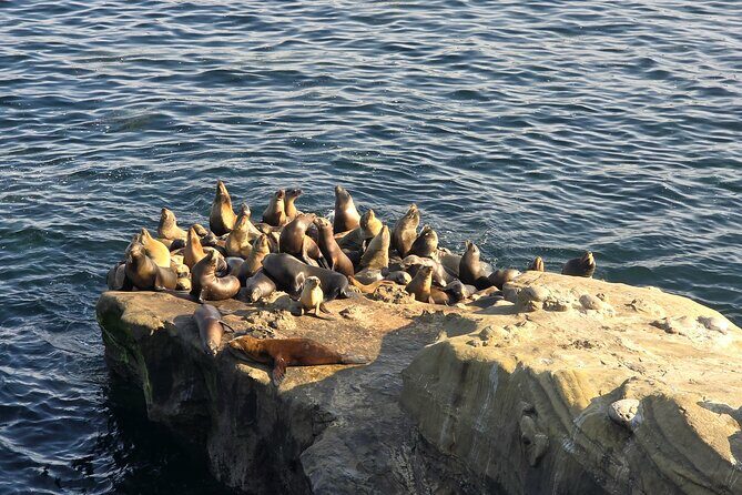 San Diego Day Tour from Orange County - In-Depth: What to Expect at Each Stop