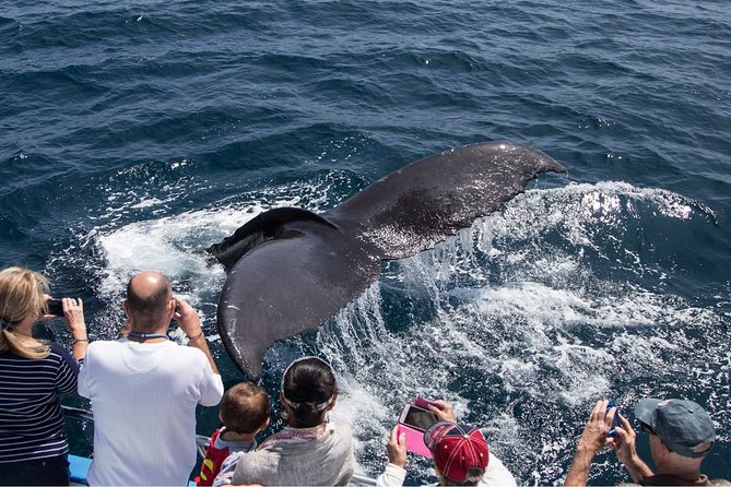 San Diego Explorer Pass: 2 to 7 Things to Do Including Zoo - Usage and Reservation Information