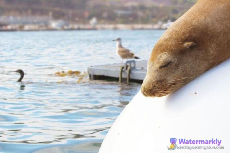 San Diego: Half-Day Marine Wildlife Tour With Lunch - Experience and Highlights