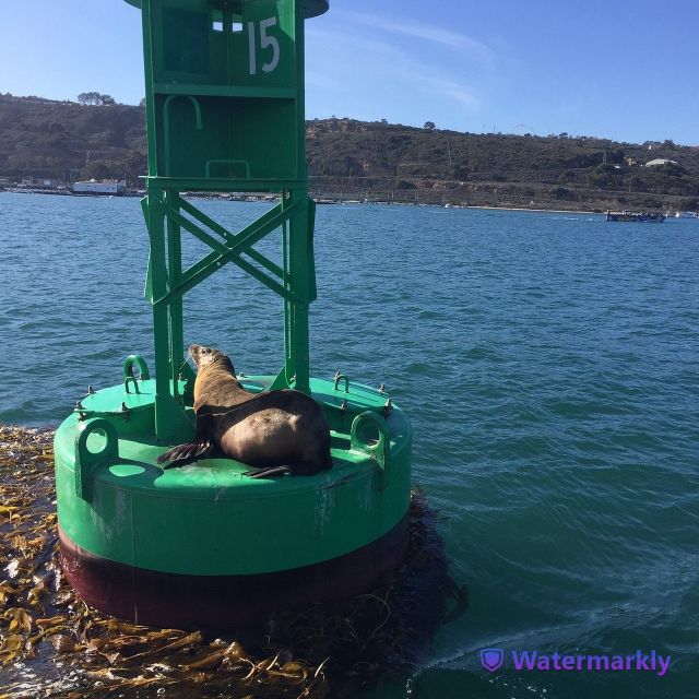 San Diego: Half-Day Marine Wildlife Tour With Lunch - Whale-Watching and Wildlife Cruise