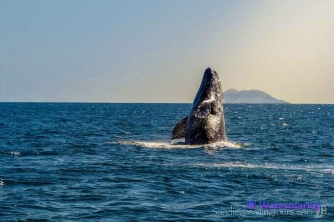 San Diego: Half-Day Marine Wildlife Tour With Lunch - Frequently Asked Questions