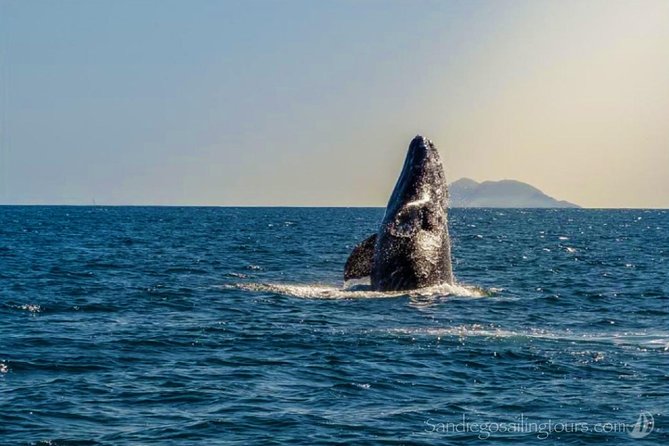 San Diego Half-Day Marine Wildlife Tour With Lunch - Key Points