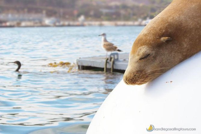 San Diego Half-Day Marine Wildlife Tour With Lunch - Search for Marine Wildlife