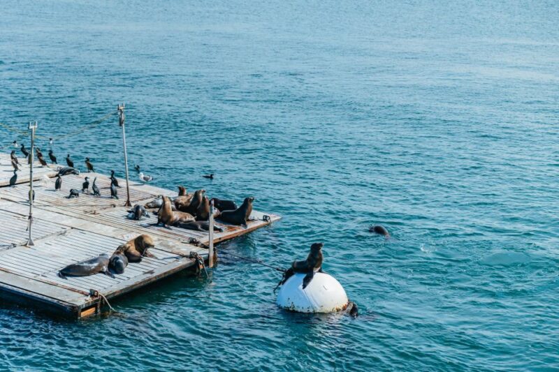 San Diego: Harbor Cruise - Booking and Reservation