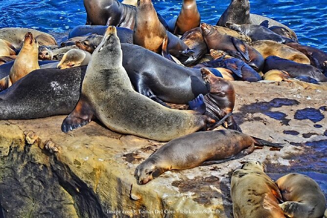 San Diego in a Day: Private Full-Day Highlights Driving Tour - Visiting Cabrillo National Monument