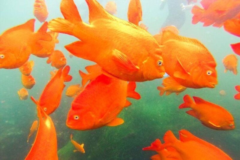 San Diego: La Jolla Cove Guided Snorkeling Tour - Key Points