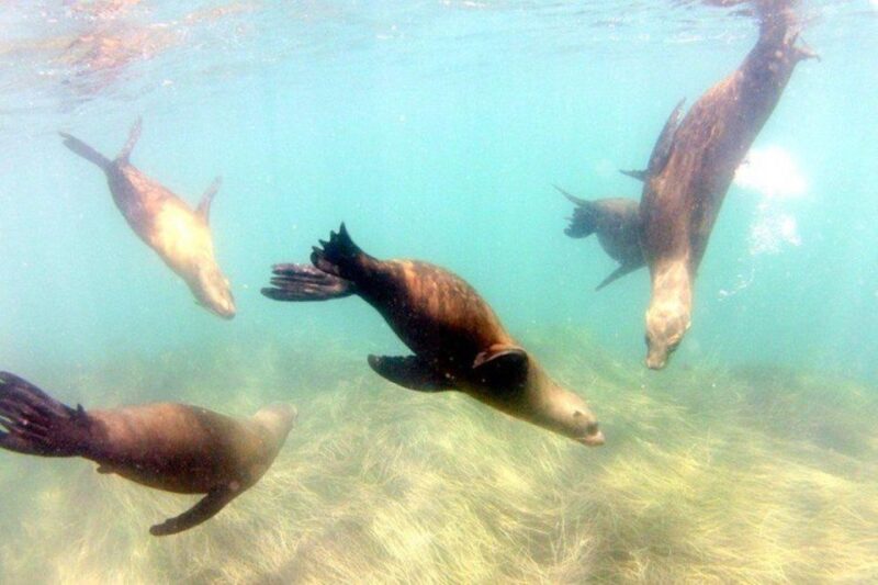 San Diego: La Jolla Cove Guided Snorkeling Tour - Highlights of the Experience