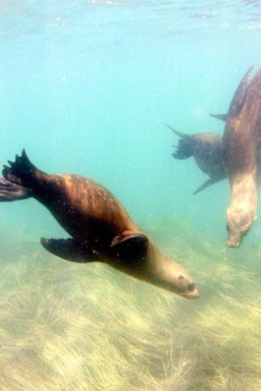 San Diego: La Jolla Cove Guided Snorkeling Tour - Meeting Point and Parking