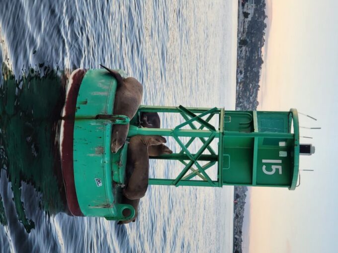 San Diego: San Diego Bay Sunset & Daytime Sailing Experience - Availability Information