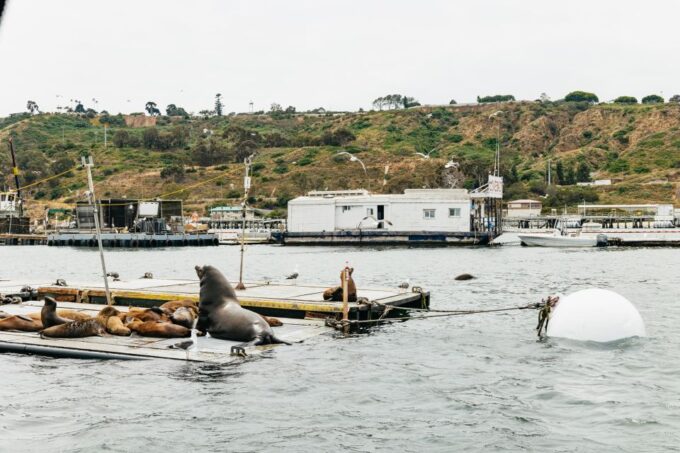 San Diego: SEAL City Tour by Amphibious Bus - Customer Feedback