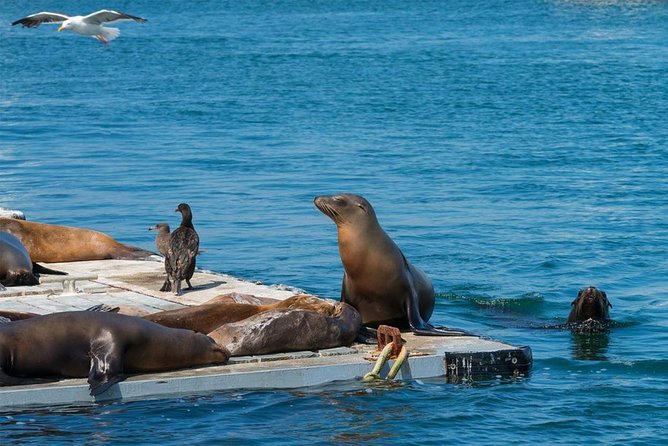 San Diego Seal Tour - Positive Guest Reviews