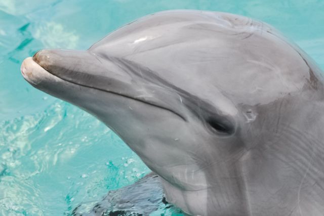 San Diego: SeaWorld Skip-the-Line Park Admission Ticket - Accessibility and Amenities