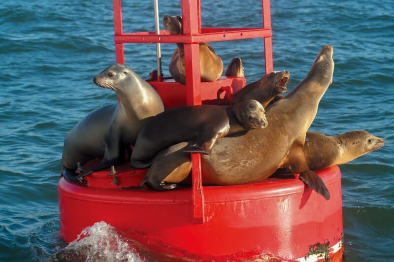San Diego: Whale and Dolphin Watching Cruise - Booking and Cancellation Policy