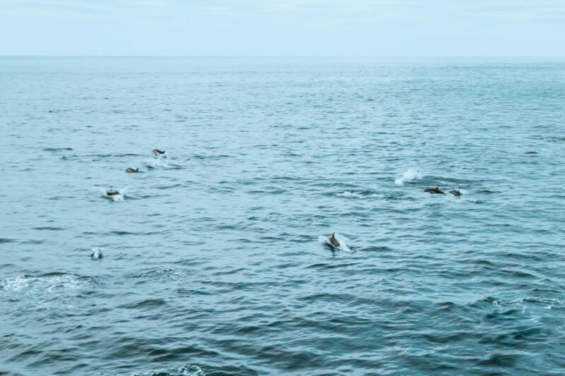 San Diego: Whale and Dolphin Watching Cruise - Customer Reviews and Feedback