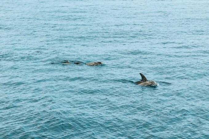 San Diego: Whale and Dolphin Watching Cruise - Frequently Asked Questions