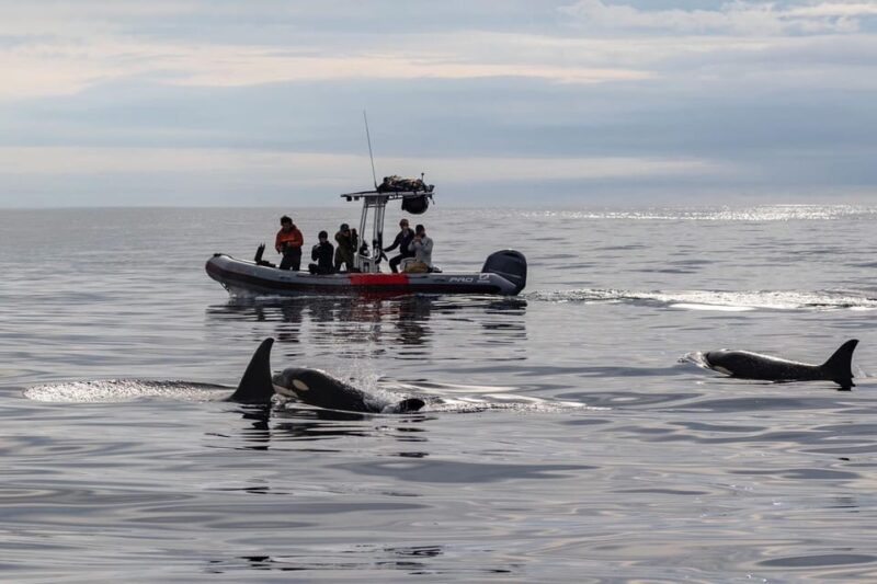 San Diego: Whale and Dolphin Watching Speedboat Tour - Tour Overview