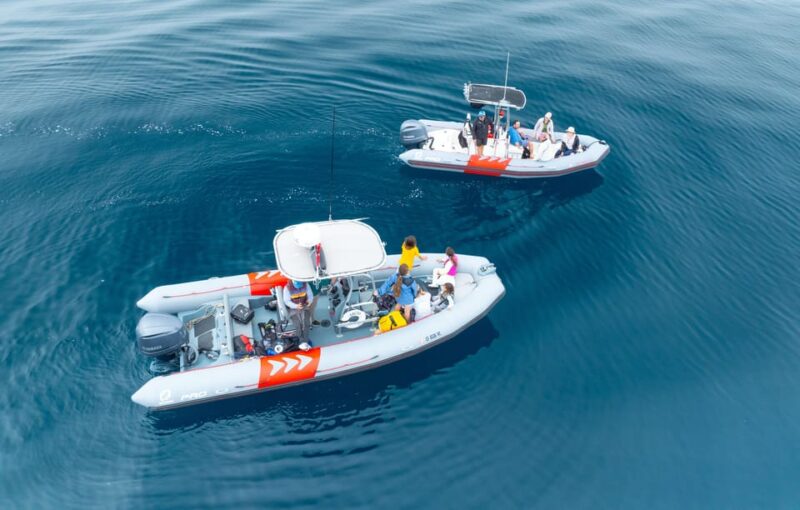 San Diego: Whale and Dolphin Watching Speedboat Tour - Expert-Guided Experience
