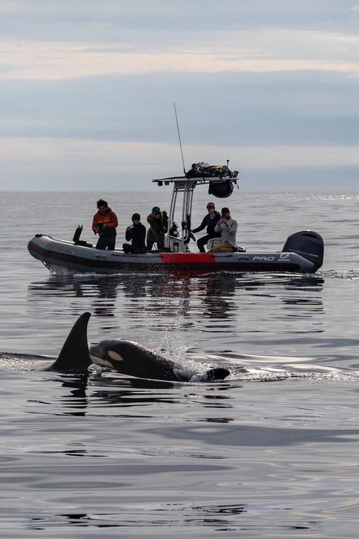 San Diego: Whale and Dolphin Watching Speedboat Tour - Speeding Across the Pacific