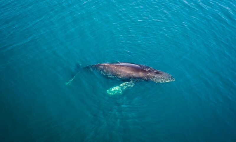 San Diego: Whale and Dolphin Watching Speedboat Tour - Safety and Inclusions