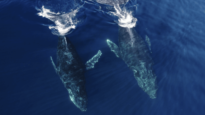 San Diego: Whale and Dolphin Watching Speedboat Tour - Preparing for the Tour