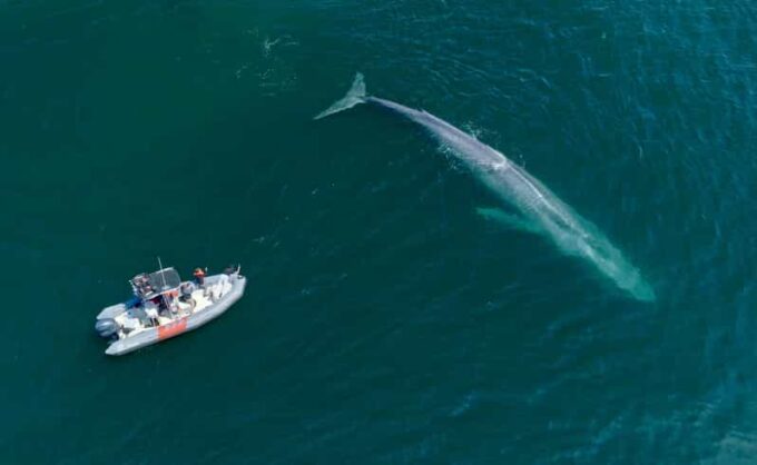 San Diego: Whale and Dolphin Watching Speedboat Tour - Cancellation and Refund Policy