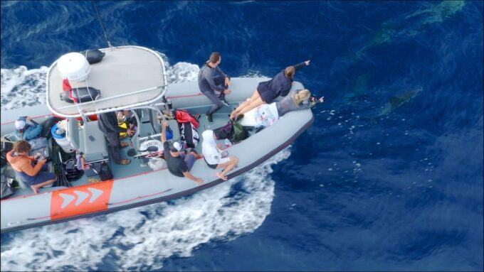 San Diego: Whale and Dolphin Watching Speedboat Tour - Customer Feedback and Ratings