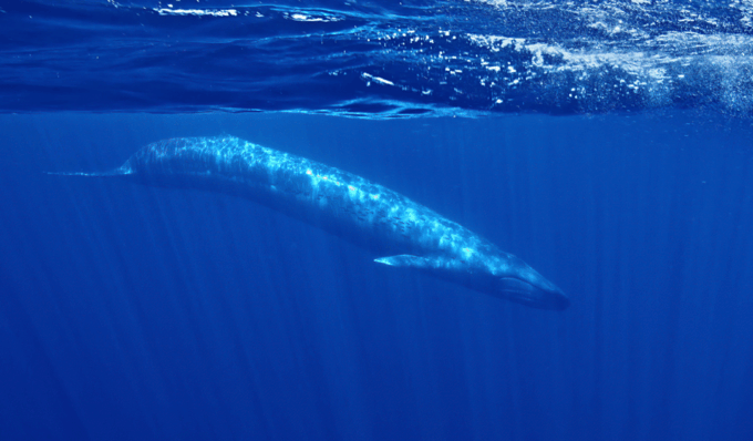 San Diego: Whale and Dolphin Watching Speedboat Tour - Frequently Asked Questions