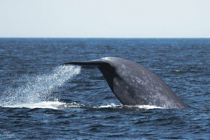 San Diego Whale/Dolphin Watching Cruise Aboard Luxury Vessel - The Value of the Tour