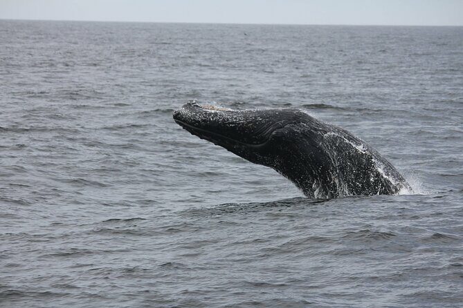 San Diego Whale/Dolphin Watching Cruise Aboard Luxury Vessel - Final Thoughts: Who Should Book This Tour?