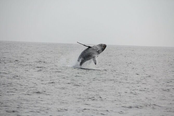 San Diego Whale/Dolphin Watching Cruise Aboard Luxury Vessel - FAQs