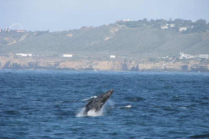 San Diego Whale Watching Cruise - What To Expect