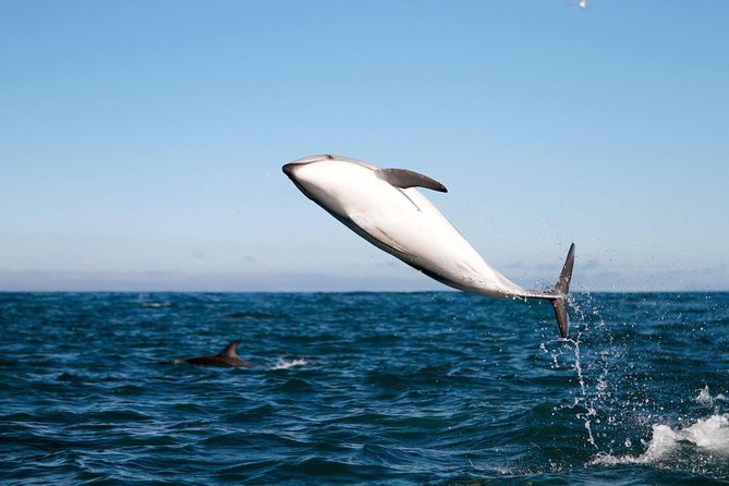 San Diego Whale Watching Cruise - Favorable Reviews