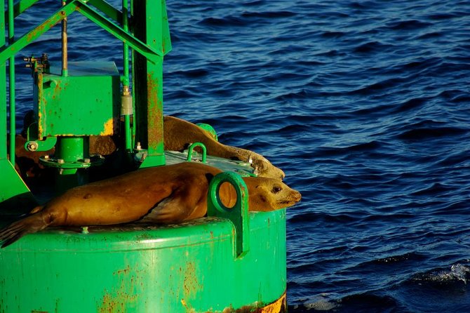 San Diego Whale Watching Cruise - Morning and Afternoon Departures