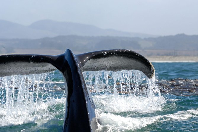 San Diego Whale Watching Cruise - Exploring San Diegos Marine Life
