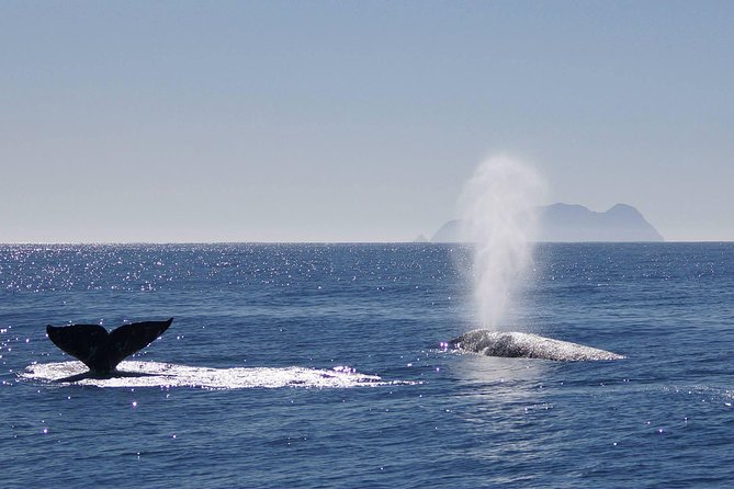 San Diego Whale Watching Cruise - Cruise Experience