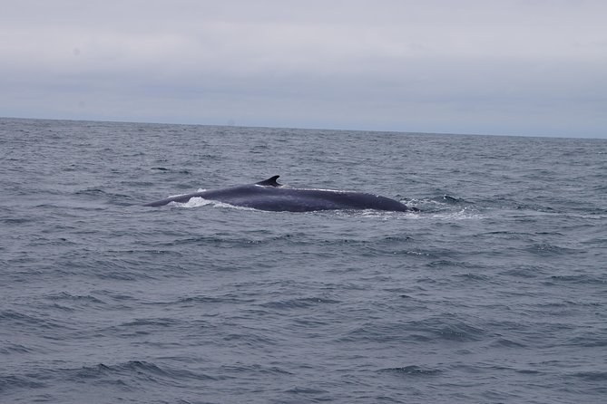 San Diego Whale Watching Cruise - Meeting Point and Duration