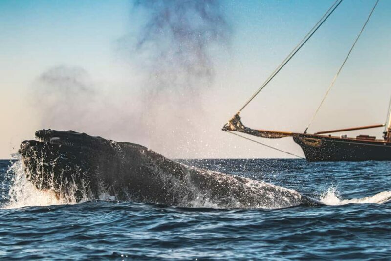 San Diego: Whale Watching Cruise on the Yacht America - The Yacht America: Comfort and Views