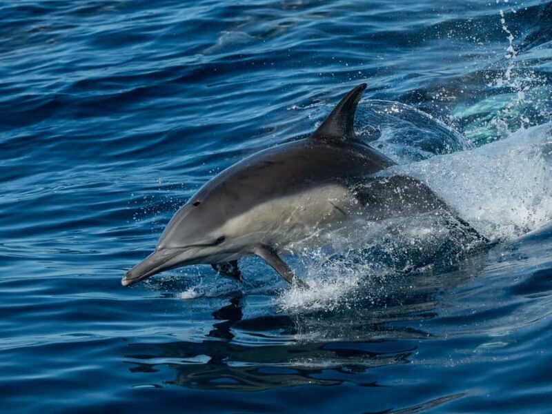 San Diego: Whale Watching & Dolphin Cruise - Who Will Love This Tour?