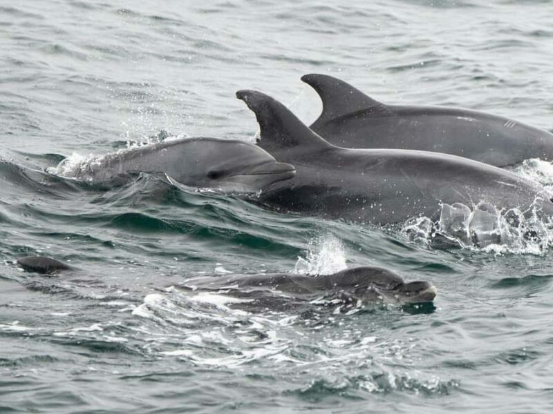 San Diego: Whale Watching & Dolphin Cruise - The Sum Up
