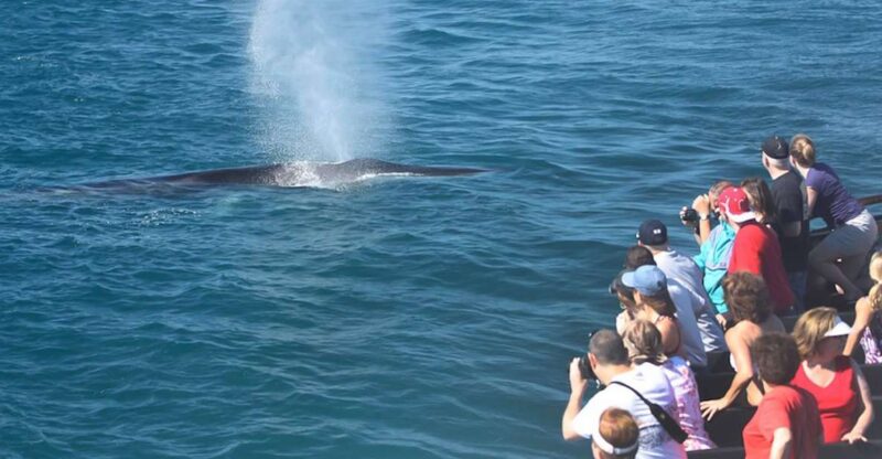 San Diego: Whale Watching Tour - Pricing Details