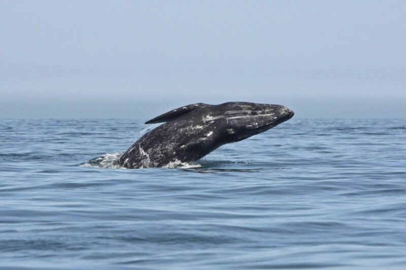 San Diego: Whale Watching Tour - Marine Ecosystem Insights