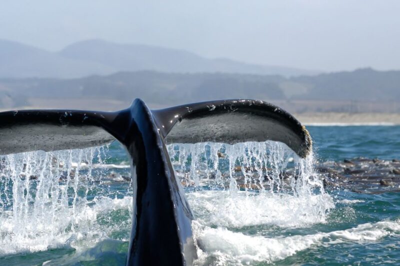San Diego: Whale Watching Tour - Accessibility and Requirements