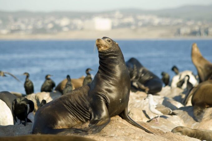 San Diego: Whale Watching Tour - Booking and Check-in