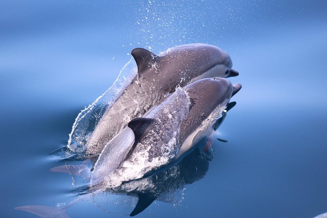 San Diego Whale Watching Tour - Meeting and Pickup