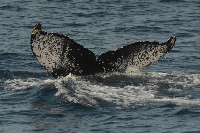 San Diego Whale Watching Tour - Whale Watching Experience