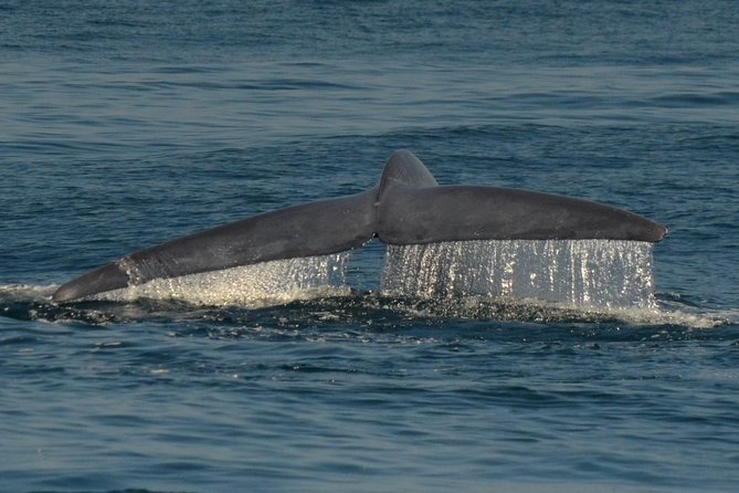 San Diego Whale Watching Tour - Location and Accessibility