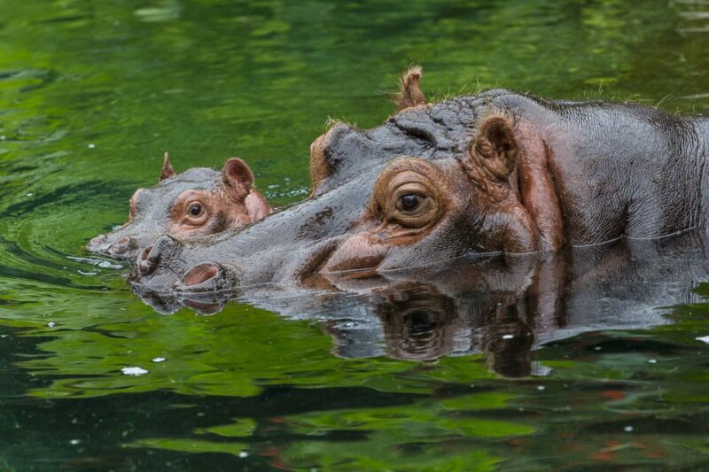 San Diego Zoo: 1-Day Admission Ticket - Key Points