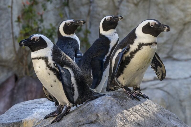 San Diego Zoo: 1-Day Admission Ticket - Accessibility and Transportation