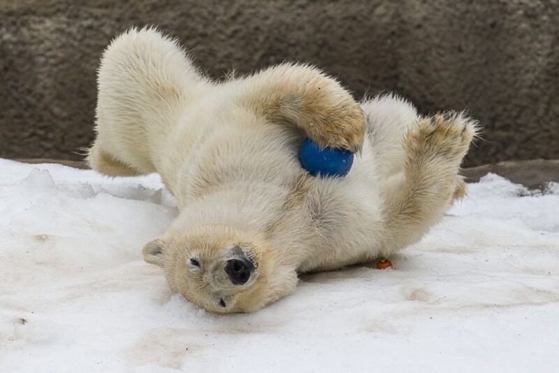 San Diego Zoo: 1-Day Admission Ticket - Attractions and Environment
